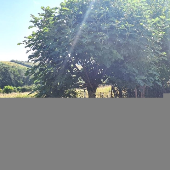  IMMOBILIER AREA : Maison / Villa | GIMONT (32200) | 60 m2 | 150 000 € 