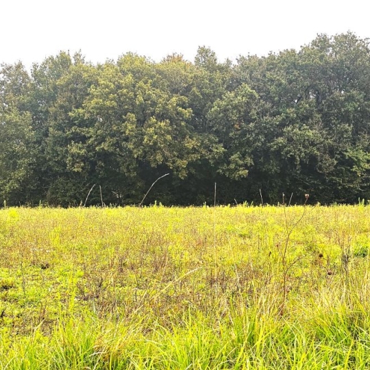  IMMOBILIER AREA : Terrain | HAULIES (32550) | 0 m2 | 48 000 € 